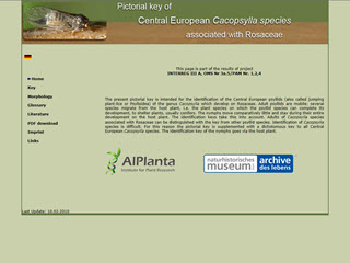 Pictorial Key of Central European Cacopsylla Species Associated with Rosaceae
