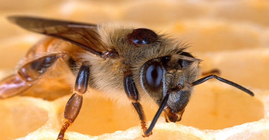 image source: Scott Bauer, USDA Agricultural Research Service, Bugwood.org